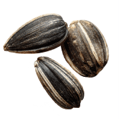 Sēklas