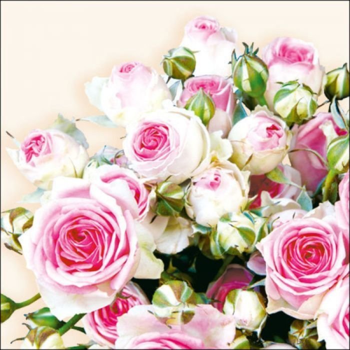 Salvetes 33cm 3-k. 20gab MAXIMA CREAM