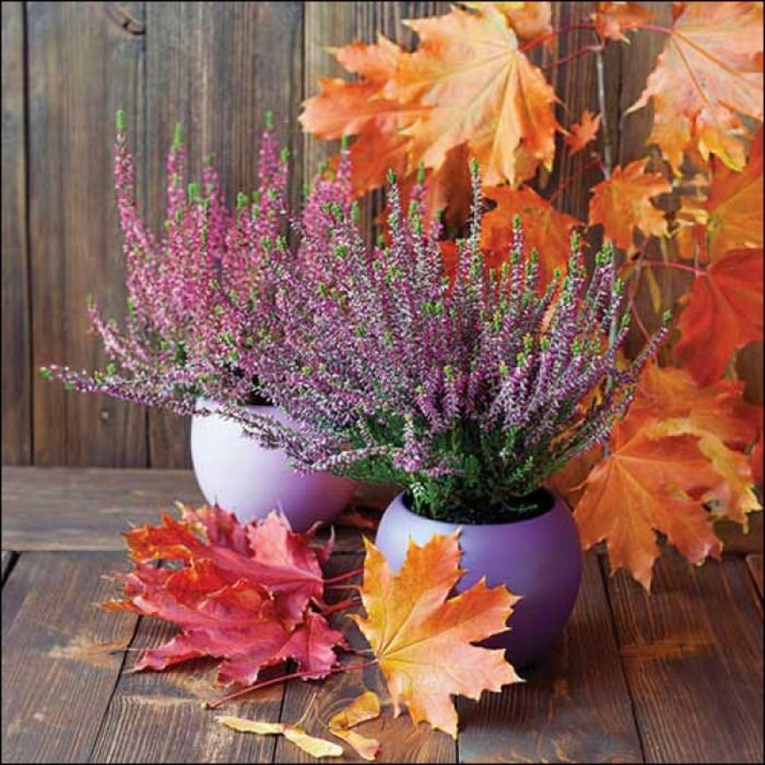 Napkin 33 Erica in pot FSC Mix
